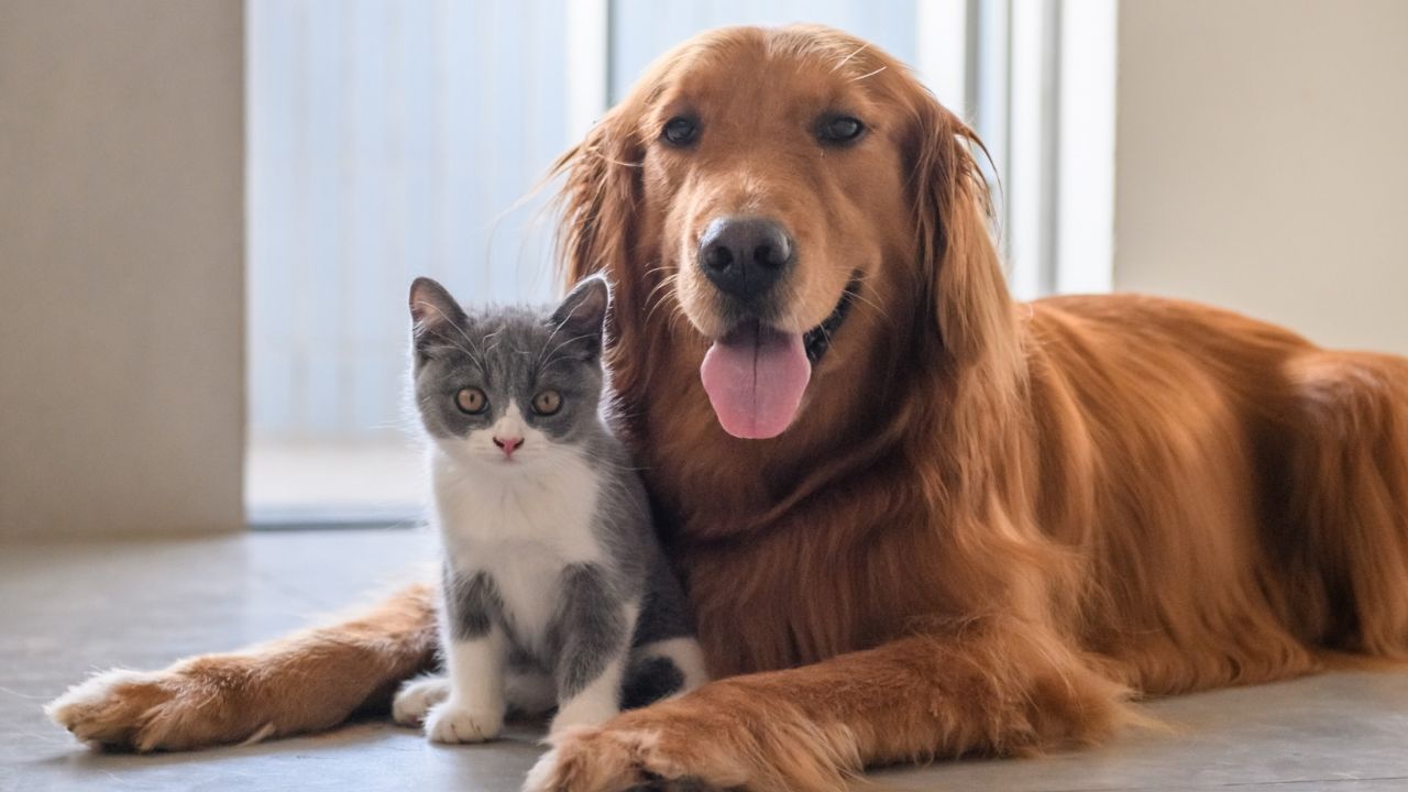 perro y gato acostados