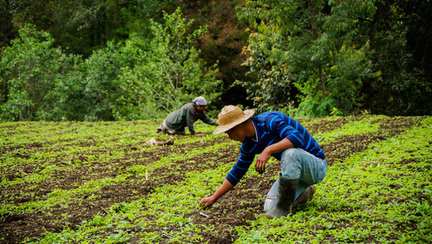 Agricultores en Guatemala