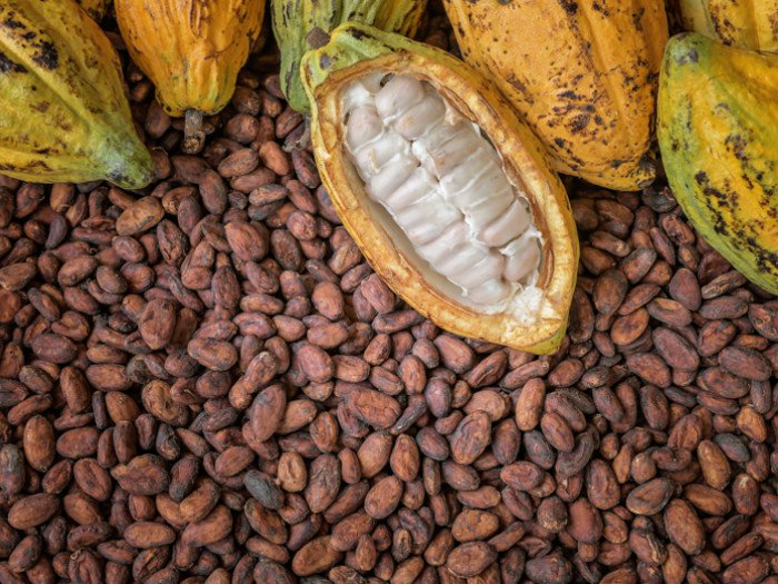 chocolate
