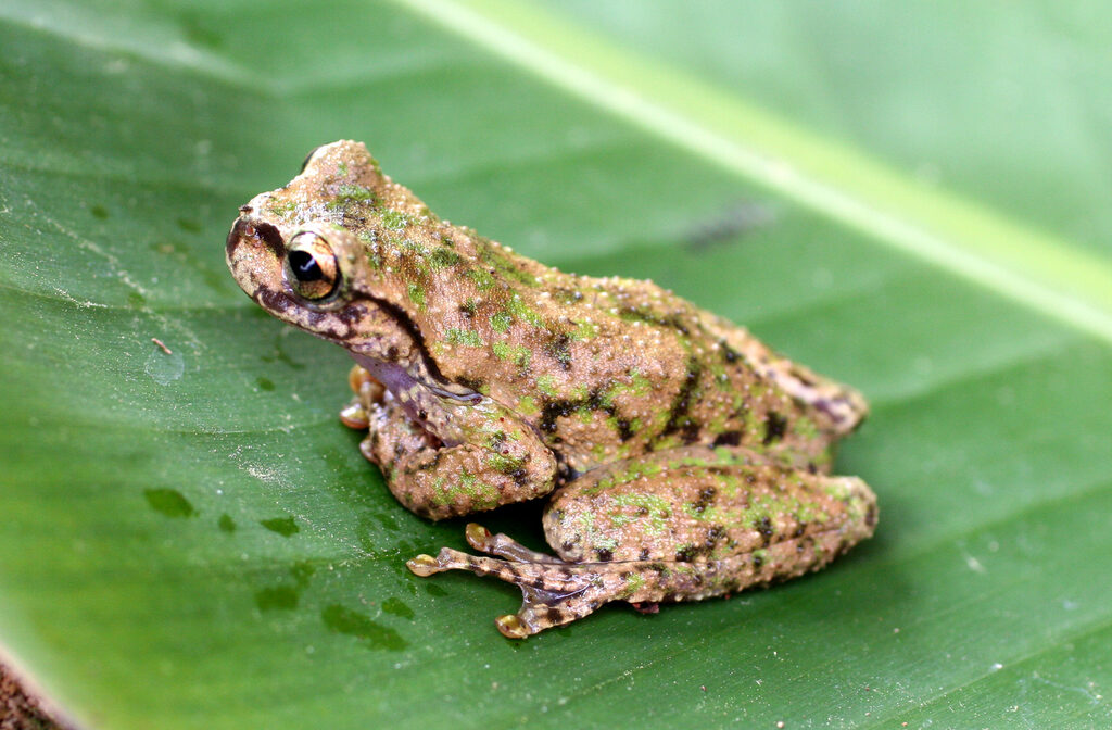 Plectrohyla