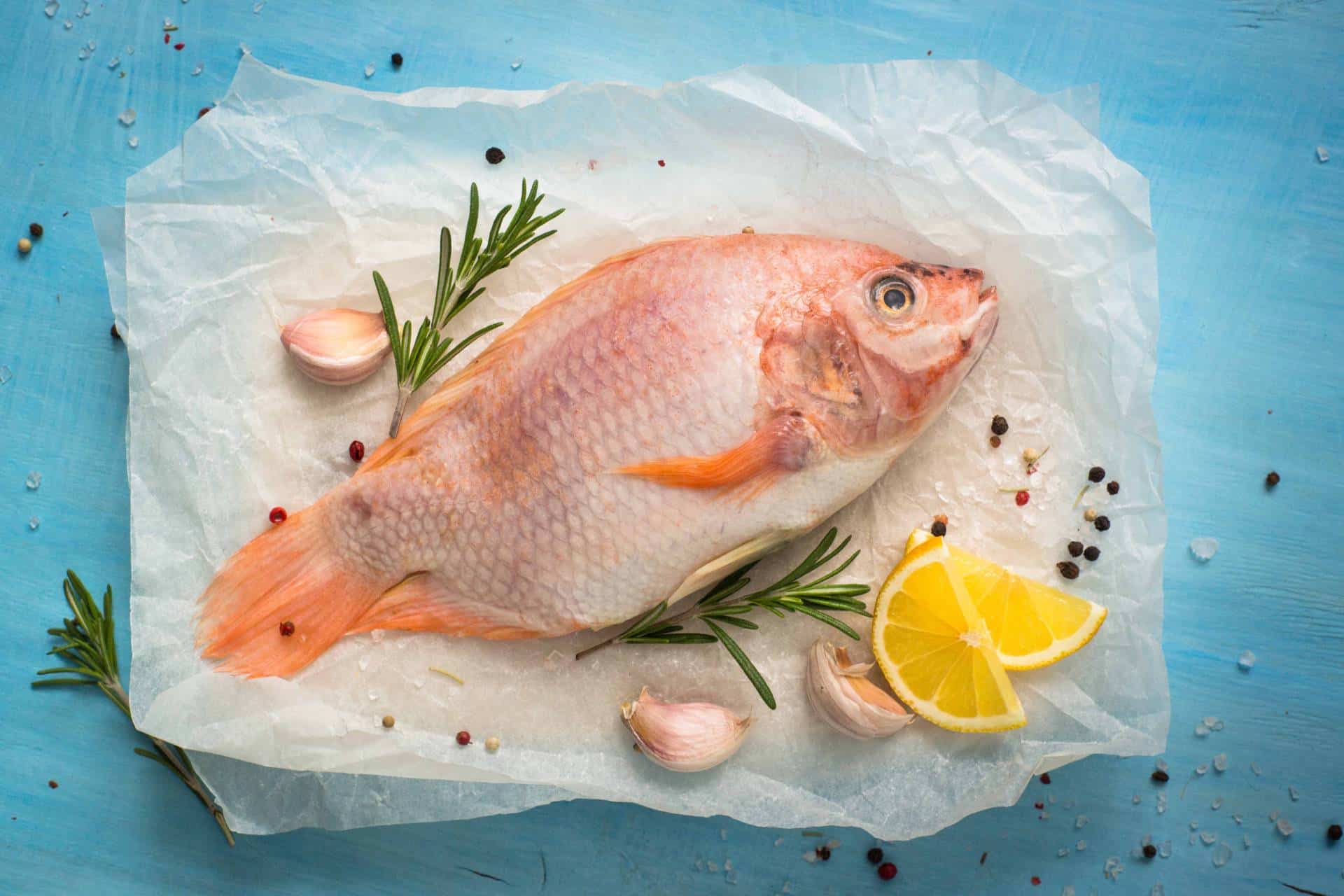 tilapia