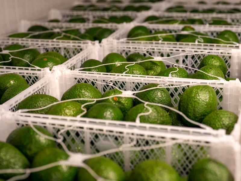 Plastic crates filled with fresh avocados inside a storage facility, illustrating the role of cold chain infrastructure in regional food industries.