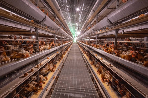 Smart Agricultural Egg Chicken Intelligent Farm