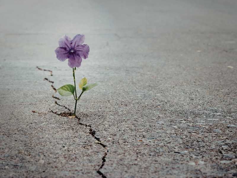 Small purple flower growing through cracked pavement, symbolizing resilience during hard times.