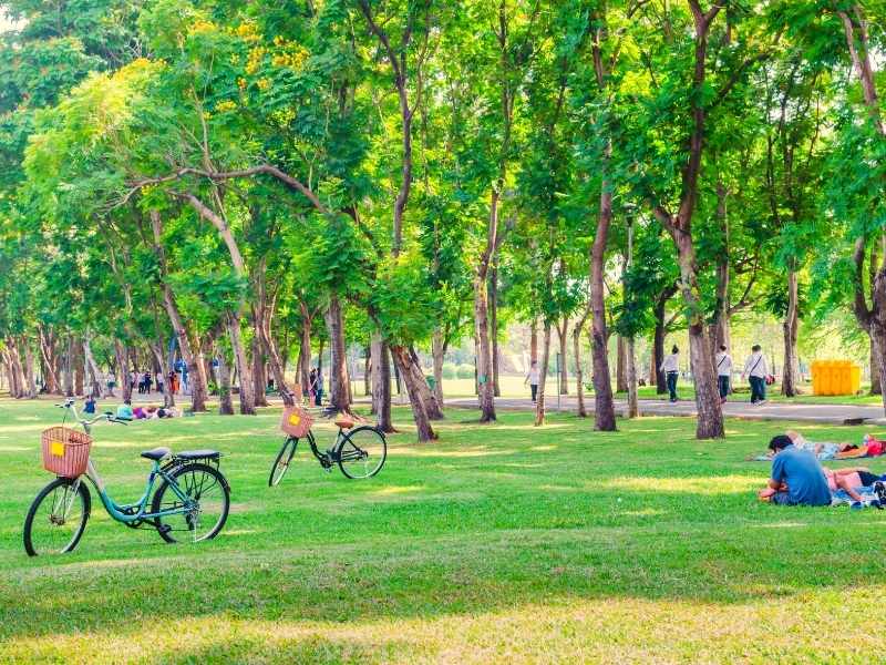Green urban park with tall trees and several bicycles resting on the grass.