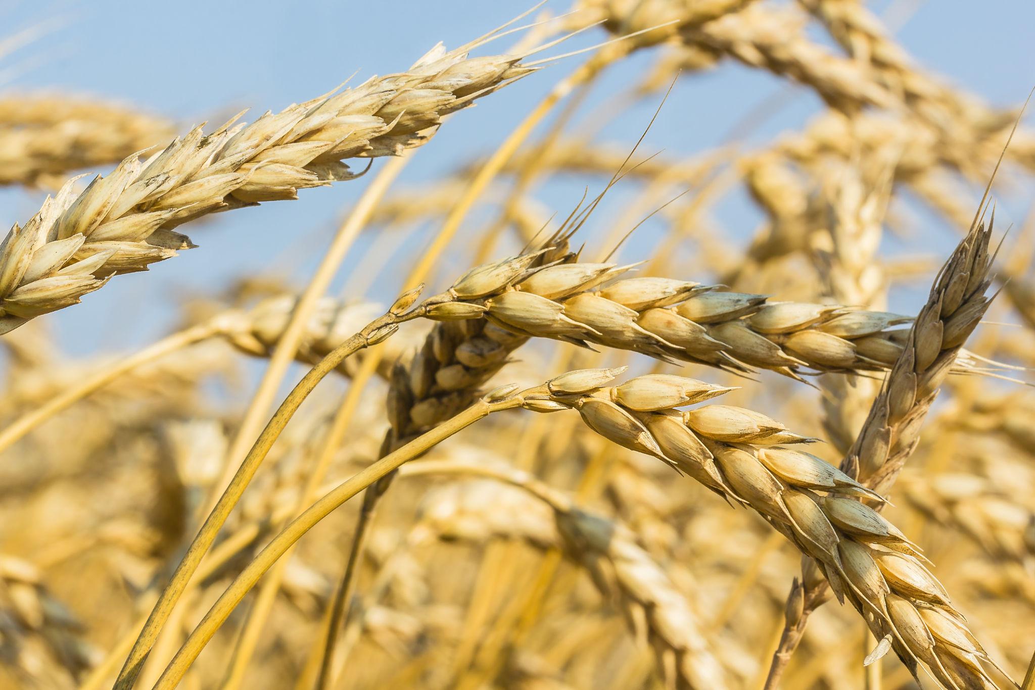 Golden wheat grains held in a farmer's hands, representing the agricultural raw materials used in modern flour milling.